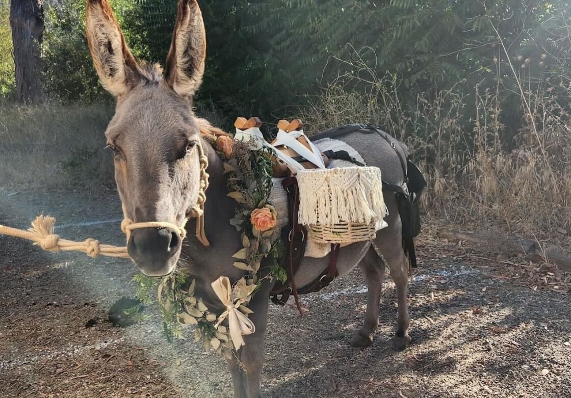 Donkey Petting